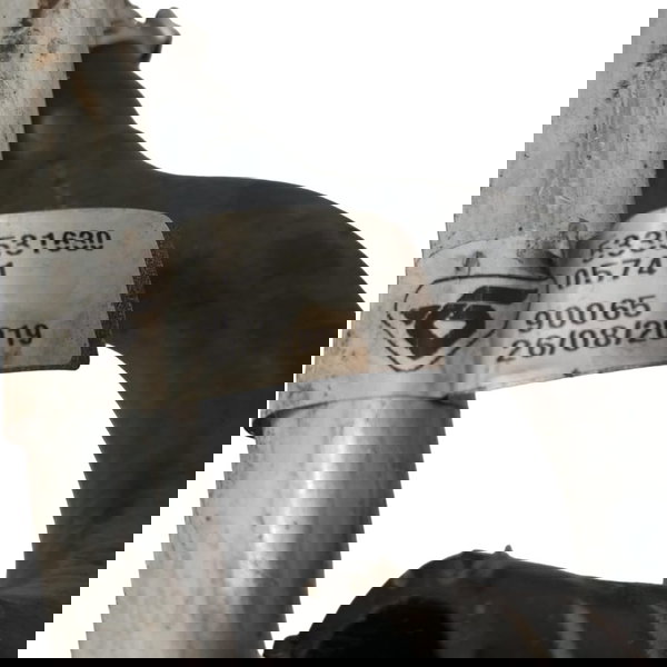 Cano Mangueira Água Jeep Compass Gasolina 2020