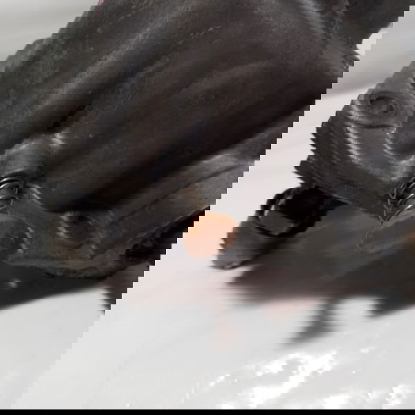 Trambulador Caixa De Marcha Câmbio Gm Vectra 1997