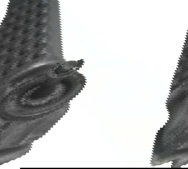 Pedaleira Traseira Esquerda Kawasaki Z 400 19-23 Original