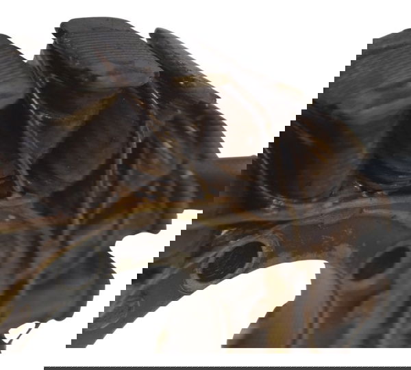 Estator C/ Avaria Honda Cb 500 98-05 Original