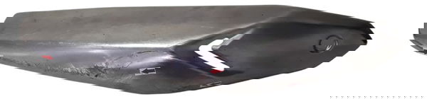 Protetor Escapamento Honda Cg 160 16/24 Orig Detalhe 51762