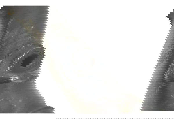 Curva Escape Traseiro Harley Softail Heritage 12-15 Original