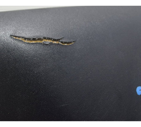 Banco Traseiro C/ Avaria Kawasaki Ninja 1000 10-13 Original