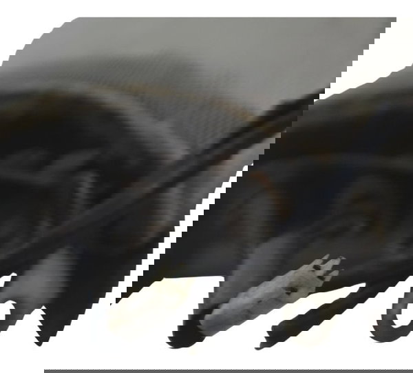 Lanterna Traseira C/detalhes Honda Cbr 1000 Rr 04-07 Origina