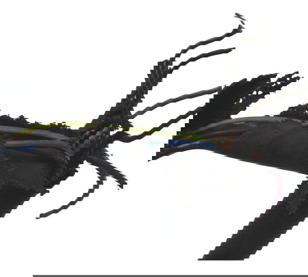 Chave Punho Partida C/ Avaria Yamaha Xvs 950 Midnight 09-16