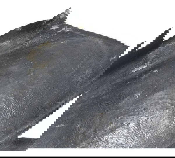 Paralama Traseiro B Interno C/ava Honda Cb 600f Hornet 04-07 Traseira