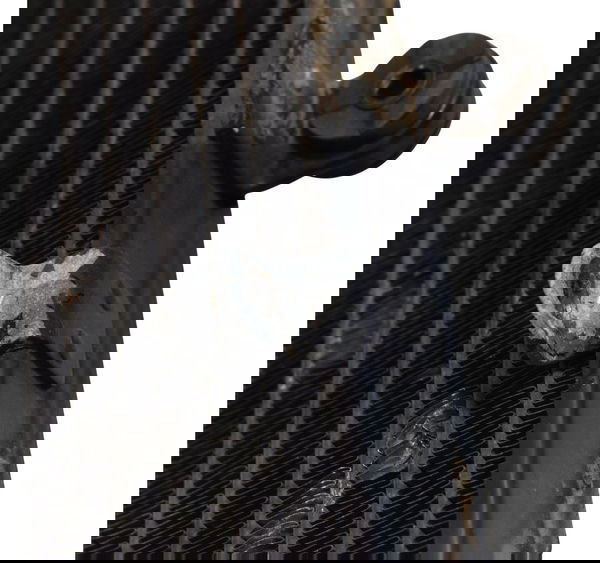 Radiador C/ Avaria Honda Cb 600f Hornet 04-07 Original