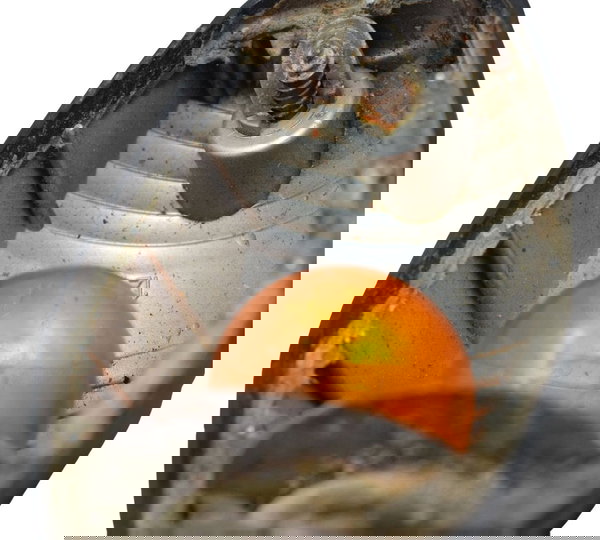 Pisca Traseiro Dir C/ Avaria Honda Cb 600f Hornet 04-07 Orig Direito