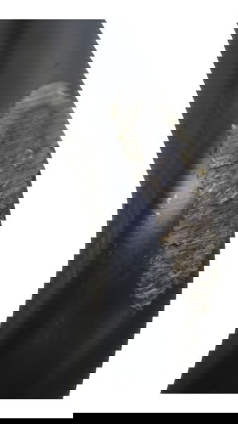 Mata Cachorro Paralelo C/det Royal Enfield Classic 350 22-25