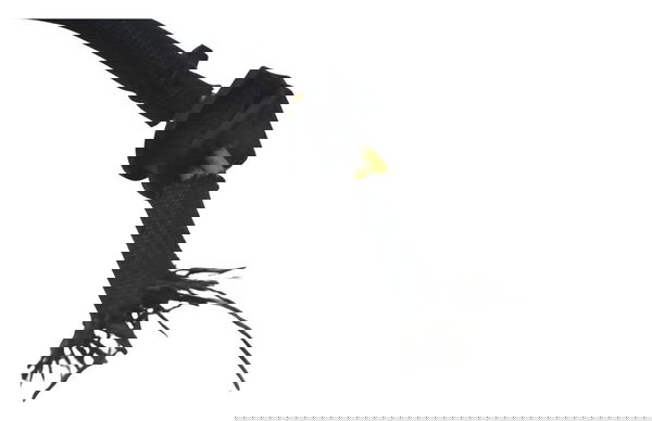 Chicote Estator Ducati Multistrada 1200 Enduro 16-19 Origi