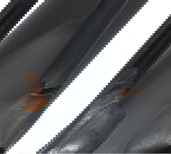 Pedal Descanso Lateral C/detalhe Ducati Multistrada V4 21-25 Preto