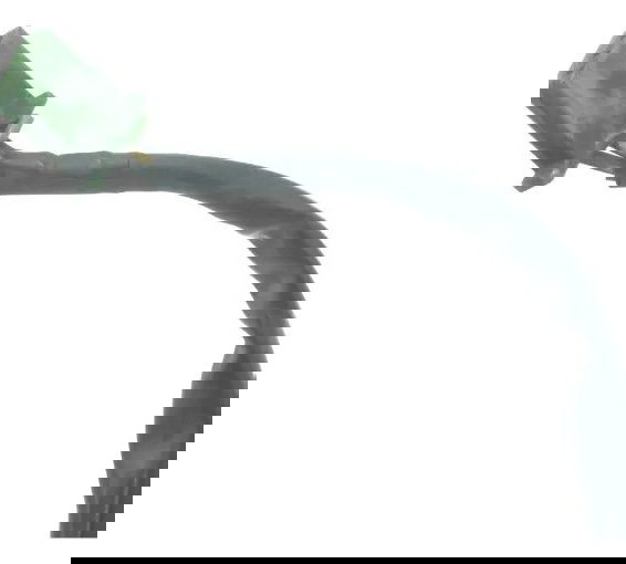 Sensor Pedal Descanso Lateral Honda Cb 500 Cb500 98-05 Origi