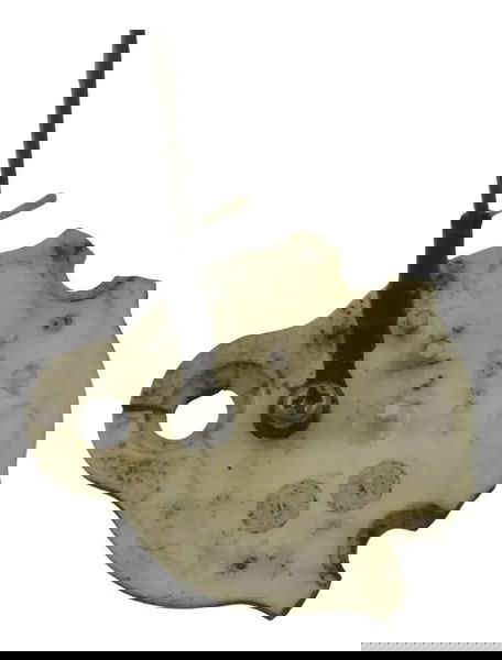 Sensor Posição Marcha C/avar Yamaha Virago Xv 535 94-02 Orig