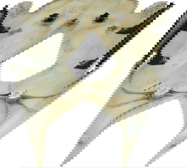 Carenagem Rabeta Inferior Triumph Daytona 675r 13-16 Orig Branco