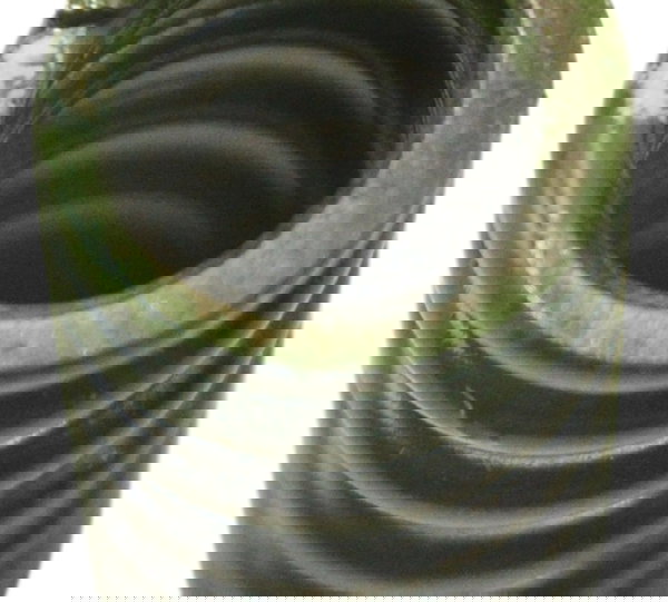 Mola Válvula Kawasaki Ninja 300 13-18 Original