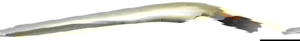 Protetor Capa Curva Escape Diant Harley Sportster 06-22 Orig