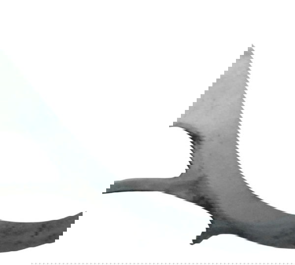 Guia Tampa Pinhão Honda Cb 650f 18-21 Original