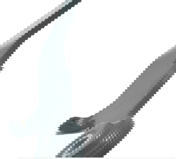 Pedal Freio Bmw G 310 R 17-20 Original