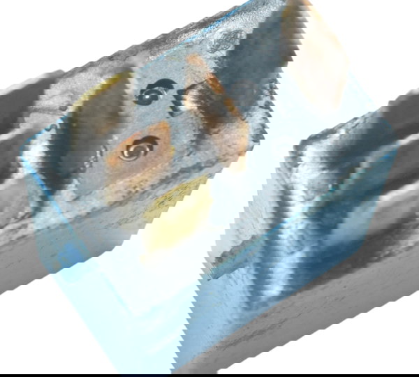 Rele Auxiliar 5 Pinos Triumph Daytona 675r 09-12 Original