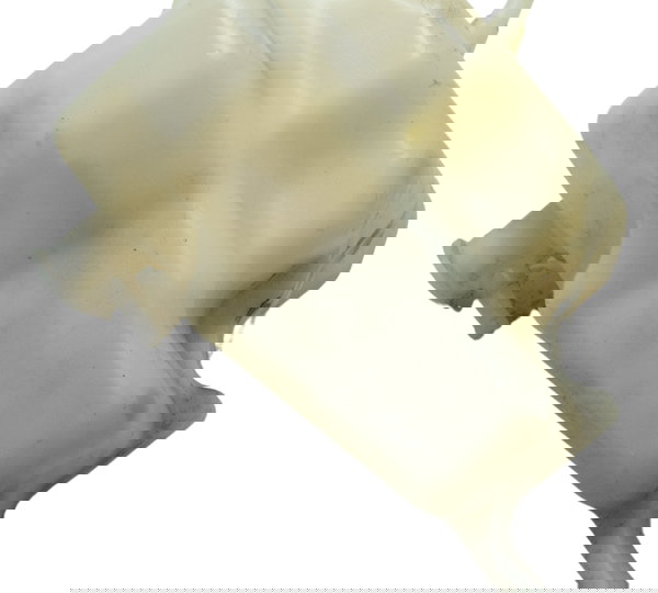 Reservatório Água C/ Avaria Kawasaki Zx 6r 05-06 Original