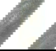 Eixo Balança Yamaha Xt 660 R 05-08 Original