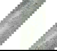 Eixo Roda Traseira Yamaha Mt 09 20-24 Original