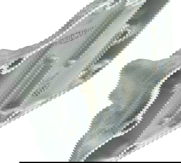 Tampa Respiro Triumph Tiger 1200 12-21 Ex Original