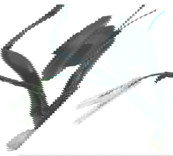 Chicote Painel Honda Elite 125 18-22 Original