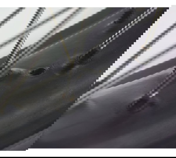 Roda Traseira Bmw F 800 Gs 13-16 Original