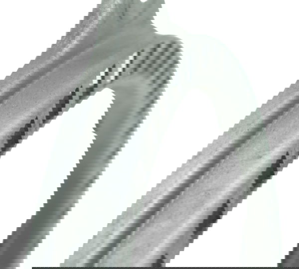 Roda Fônica Dianteira Bmw S 1000 Rr 15-19 Original