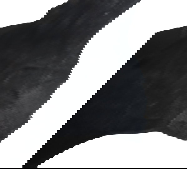 Paralama Dianteiro C/ Avaria Honda Cb 600f Hornet 08-11 Orig