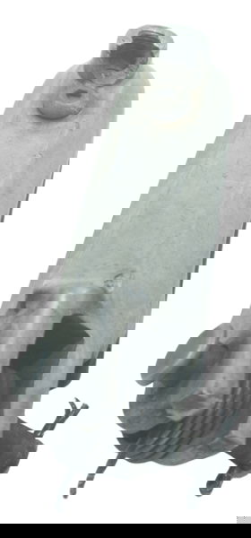 Pedaleira Dianteira Esq Deta Honda Cb 600f Hornet 08-11 Orig