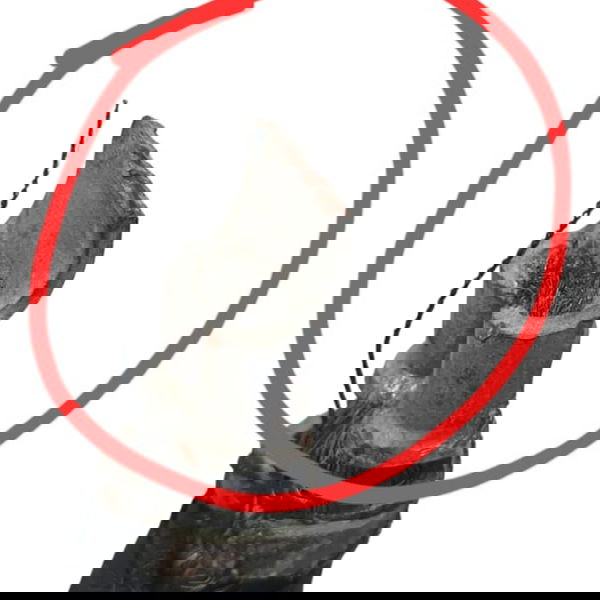 Chicote Cabo Bateria (detalhes) Range Rover Sport Hse 2020