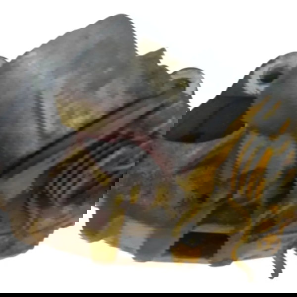 Pinça Freio Traseira Direita Volvo C30 T5 2.5 2011 2012