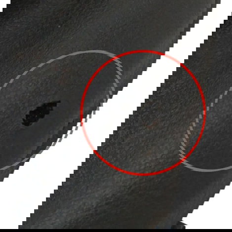 Coifa Alavanca Marcha Renault Scenic 2001 Detalhe